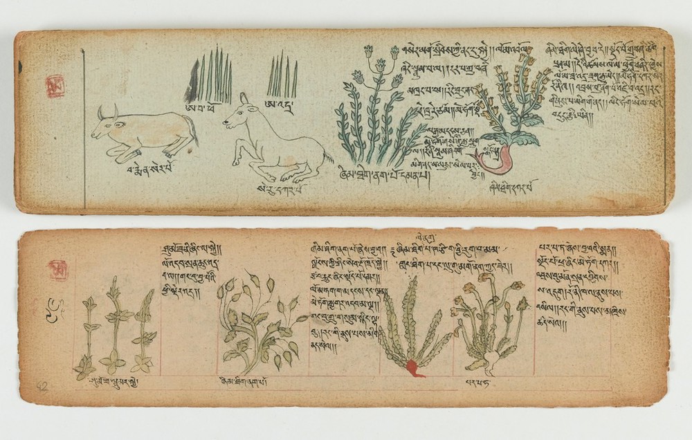 藏文药物图谱写本（两页），维尔康收藏馆 Or Tibetan 133